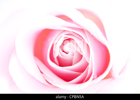 Bella rosa rosa fiore in primo piano Foto Stock