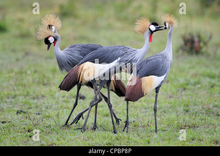 Quattro Grey Crowned gru a corteggiamento. Foto Stock