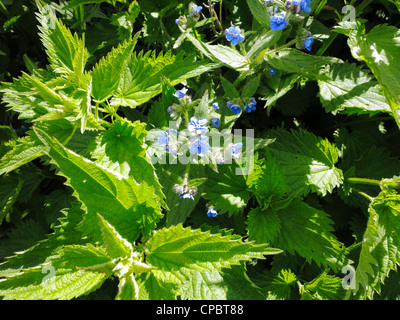 Alkanet verde in fiore Foto Stock