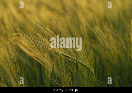 Whaet (segale) spiekes nel campo retro illuminata dal sole di sera Foto Stock