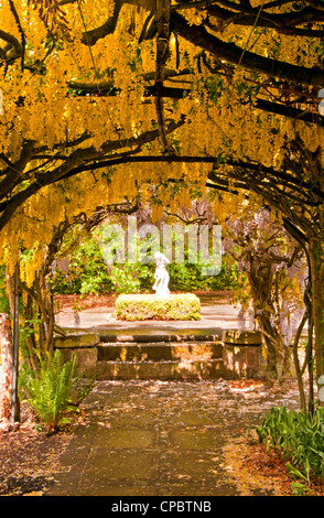 Il Maggiociondolo Arch, Ness Giardini Botanici, Ness, Wirral, Merseyside England, Regno Unito Foto Stock