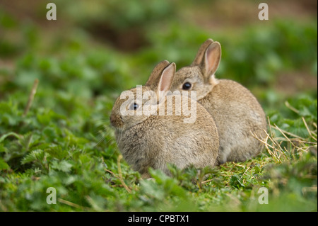 Coppia di conigli giovani seduti insieme nella vegetazione. Foto Stock