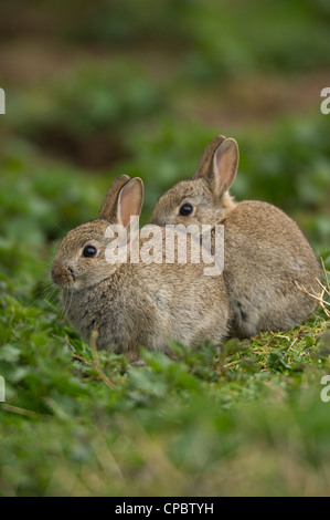 Coppia di conigli giovani seduti insieme nella vegetazione. Foto Stock