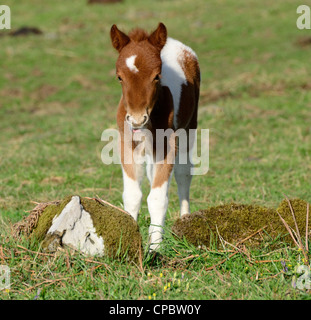 Boschi di castagno e di white pony Shetland puledro Foto Stock