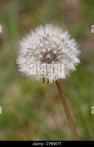 Tarassaco Taraxacum officinale close-up di semi-testa Foto Stock