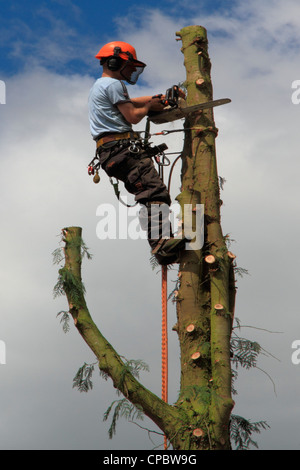 Tree chirurgo segare Foto Stock