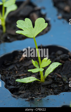 Il sedano vivaio coltivazione in una plastica semi di cella del vassoio Foto Stock