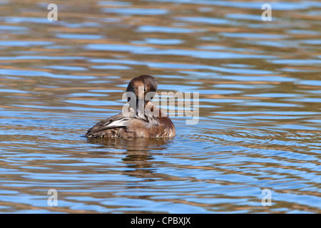 Common Pochard Aythya ferina femmina adulta preening Foto Stock