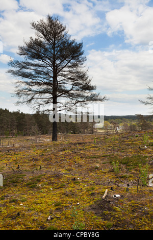 Messa a terra impianto di copertura la ricrescita presso il sito di incendio di foresta a Frensham Laghetto in Surrey Foto Stock