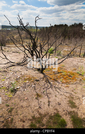 Messa a terra impianto di copertura la ricrescita presso il sito di incendio di foresta a Frensham Laghetto in Surrey Foto Stock