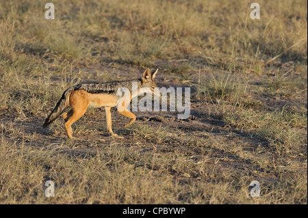 Nero-backed jackal - Sella-backed jackal - Argento-backed jackal (Canis mesomelas) passeggiate in erba Masai Mara Foto Stock