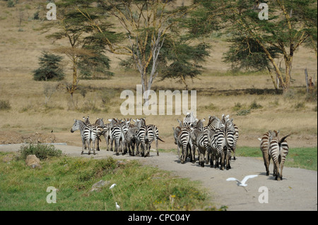 Le pianure zebra - Burchell's zebra (Equus quagga - ex Equus burchellii boehmi) allevamento a camminare su una pista Nakuru NP Foto Stock