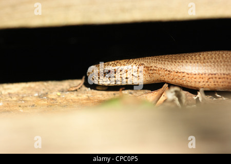 Worm lento in fase di riscaldamento Foto Stock