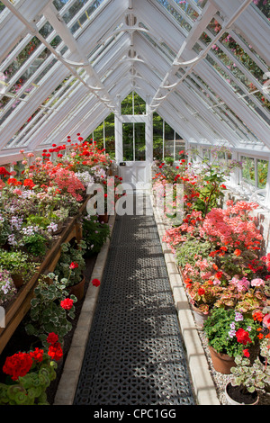 Geranio glasshouse in Lost Gardens of Heligan, Cornwall. Inghilterra Foto Stock