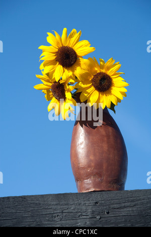 Un Vaso con girasoli set contro un luminoso cielo blu. Foto Stock