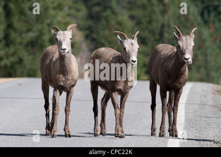 Tre i bighorn a piedi lungo la strada. Foto Stock