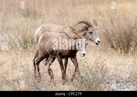 Un bighorn pecora e agnello insieme in un campo nel Montana. Foto Stock