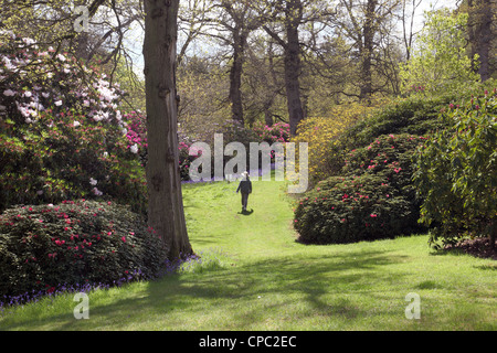 Rododendri in fiore a Bowood Woodland Gardens, giardino primaverile, Calne, Wiltshire, Inghilterra, REGNO UNITO Foto Stock