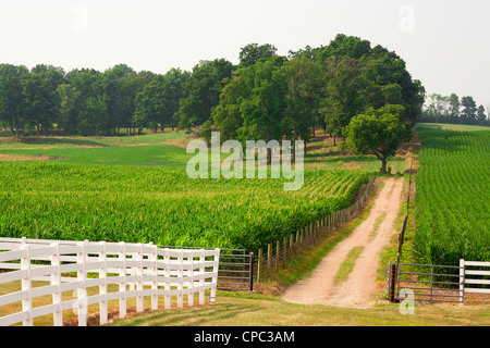 Una piccola strada sterrata porta indietro da attraverso il campo di mais per gli alberi in background. Foto Stock