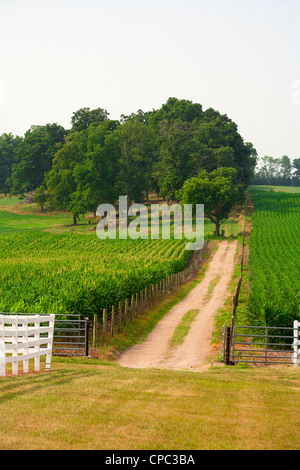 Una piccola strada sterrata porta indietro da attraverso il campo di mais per gli alberi in background. Foto Stock