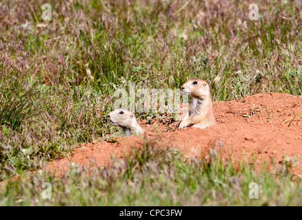 Un paio di avvisare i cani della prateria guardando fuori dalla sicurezza delle loro burrow. Foto Stock