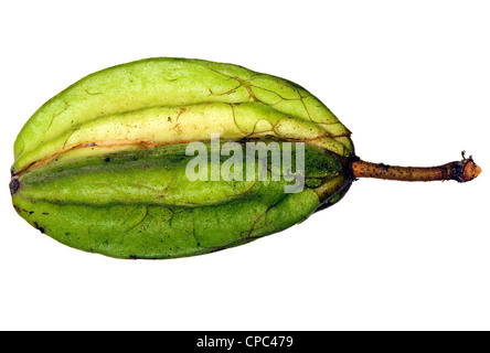 Pod di un selvaggio specie di cacao da Amazon Foto Stock