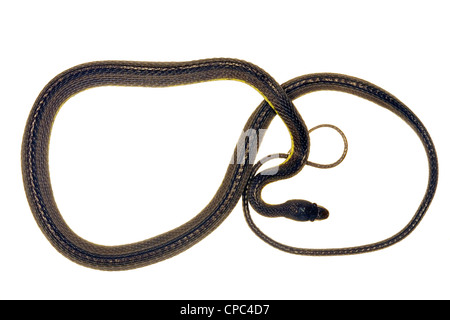 La foresta pluviale whipsnake (Chironius exoletus) Foto Stock