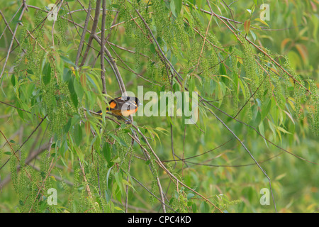 Maschio di Baltimore Rigogolo (Icterus galbula) in un salice. Foto Stock