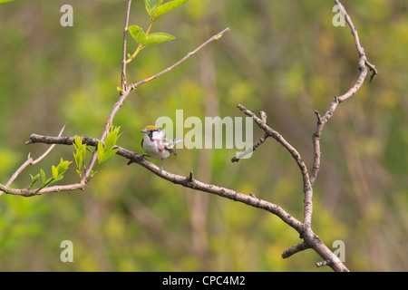 Chestnut facciate trillo (Dendroica pensylvanica) sul ramo di albero Foto Stock