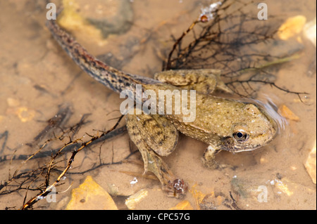 Southern Leopard Rana Lithobates sphenocephalus Prairie State Park, Missouri, Stati Uniti 28 agost Foto Stock