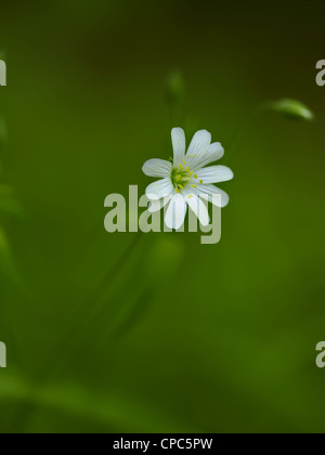fiori di primavera Foto Stock