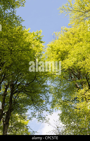 Fagus sylvatica. Faggi nel Devon campagna. Inghilterra Foto Stock