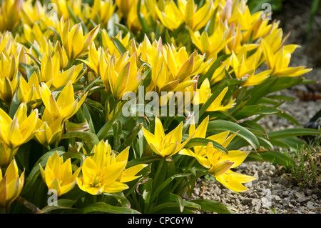 Primo piano di tulipani gialli nani fiore piccolo tulipano fiorito Fiori nel giardino primaverile Inghilterra Regno Unito GB Great La Gran Bretagna Foto Stock