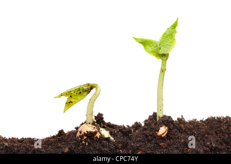 Primo piano di due appena germogliato runner bean piantine di piante nel suolo contro uno sfondo bianco Foto Stock