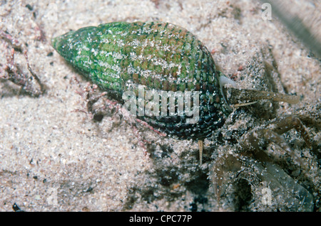 Cane reticolare Buccino (Hinia reticulata (= Nassarius reticulatus) alimentazione su un granchio morto in un rockpool REGNO UNITO Foto Stock