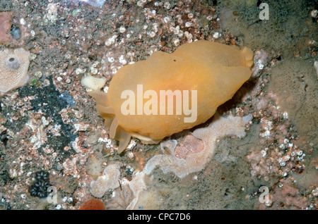 Giallo-mare piumati slug (Berthella plumula: Pleurobranchidae) in un rockpool REGNO UNITO Foto Stock