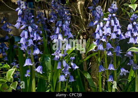 Primo piano di Bluebells coltivato blu fiore fiori di bluebell in crescita Nel giardino in primavera Inghilterra UK Regno Unito GB Gran Bretagna Foto Stock