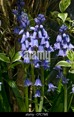 Primo piano di coltivato Bluebells Bluebell fiori blu fiore fioritura Crescere in un giardino inglese in primavera Inghilterra UK United Regno Unito Gran Bretagna Foto Stock
