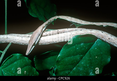 Marrone / vitigno messicano snake (Oxybelis aeneus: Colubridae) a notte in Costa Atlantica foresta pluviale del Brasile Foto Stock