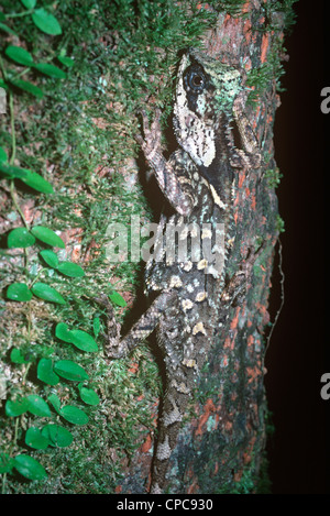 Mountain cornuto drago, o Pricklenape AGAMA SA (Acanthosaura lepidogaster: Agamidae) femmina nella foresta pluviale della Tailandia Foto Stock