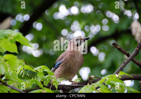 Eurasian Jay - Regent's Park di Londra - Inghilterra Foto Stock