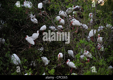 Bianco (ibis Eudocimus Albus) sono ' appollaiati gregge Audubon Rookery, Venezia, Florida, Stati Uniti d'America Foto Stock