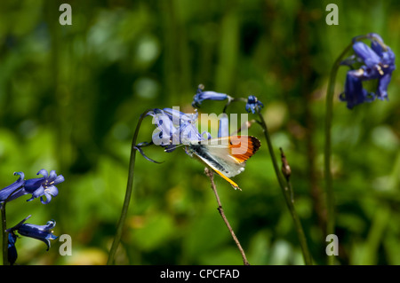 Punta arancione farfalla su alimentazione bluebell flower, Buckinghamshire, Inghilterra, Regno Unito Anthocharis cardamines Foto Stock