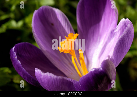 Fioritura Crocus tommasinianus "Ruby" gigante Foto Stock