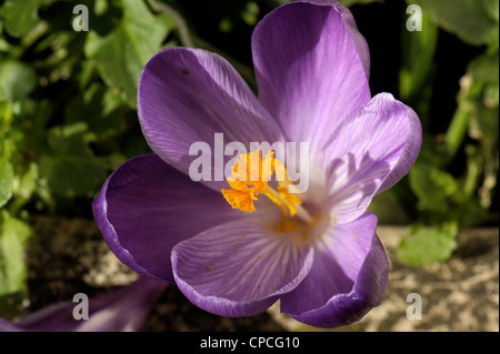 Fioritura Crocus tommasinianus "Ruby" gigante Foto Stock