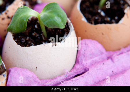 Go Green germinazione in gusci di uova Foto Stock