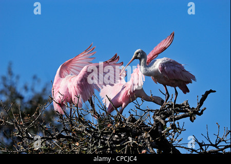 Roseate spoonbill (Ajaia ajaja), il coccodrillo fattoria, Sant'Agostino, Florida, Stati Uniti d'America Foto Stock