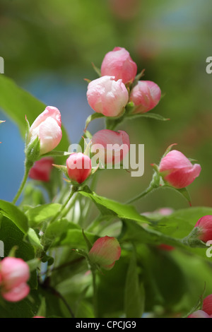 Vista ravvicinata di fioritura melo fiori. Foto Stock