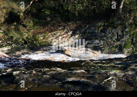 Il fiume Ribble forza Stainforth Stainforth Settle Yorkshire Dales Inghilterra Foto Stock