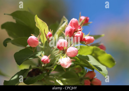 Vista ravvicinata di fioritura melo fiori. Foto Stock